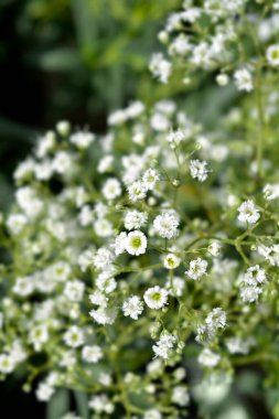 Bebek nefesli Kar Tanesi küçük beyaz çiçekler - Latince adı - Gypthe Paniculata Snowflake