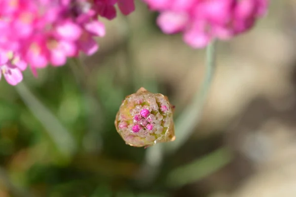 Sea Thrift Dusseldorf Pride Flower Bud Latin Name Armeria Maritima — стоковое фото