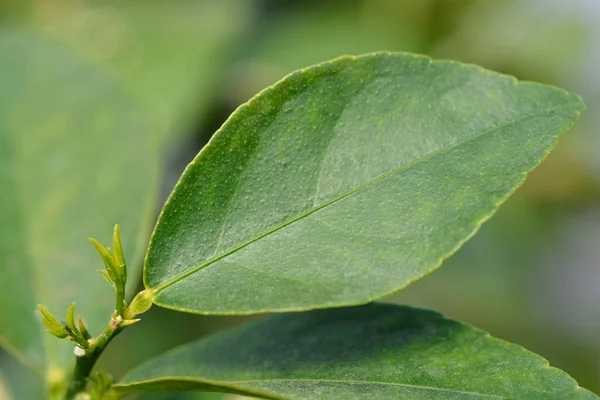 Liść Limonki Nazwa Łacińska Citrus Aurantiifolia — Zdjęcie stockowe