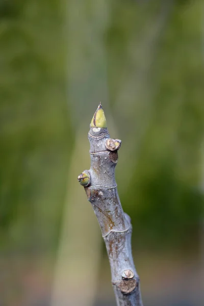 Latince Adı Ficus Carica Brogiotto Nero Olan Ncir Ağacı Brogiotto — Stok fotoğraf