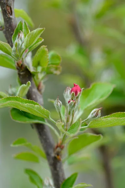 Branche Pomme Granny Smith Avec Boutons Floraux Nom Latin Malus — Photo