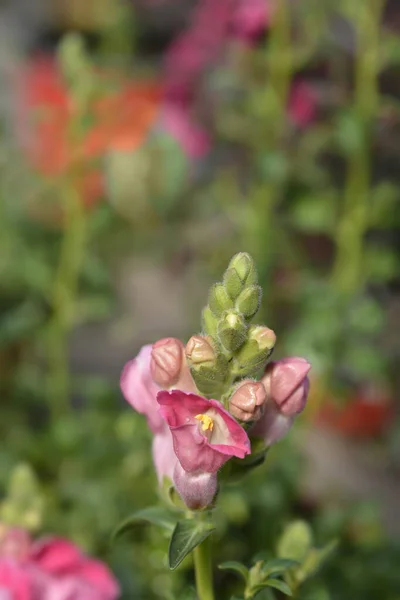 Snapdragon Pink Flowers Латинское Название Antihhinum Majus — стоковое фото