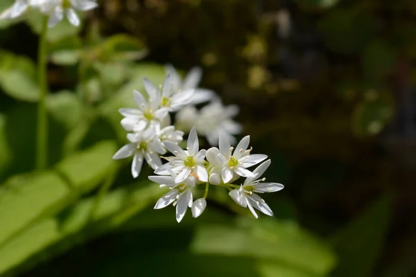 Wild Garlic White Flowers Latin Name Allium Ursinum — 스톡 사진