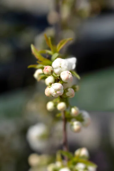 Kwitnący Karzeł Alba Plena Gałąź Pączkami Kwiatowymi Łacińska Nazwa Prunus — Zdjęcie stockowe