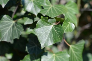 Yaygın sarmaşık yaprakları - Latince adı - Hedera helix