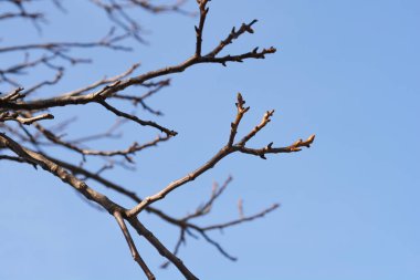 Mavi gökyüzüne karşı tomurcukları olan yaygın bir ceviz dalı - Latince adı - Juglans regia