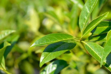 Laurel Cherry Schipkaensis Latince adıyla Prunus laurocerasus Schipkaensis 'ten ayrılıyor