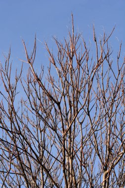 Cennetin ağacı mavi gökyüzüne karşı çıplak dallar - Latince adı - Ailanthus altissima