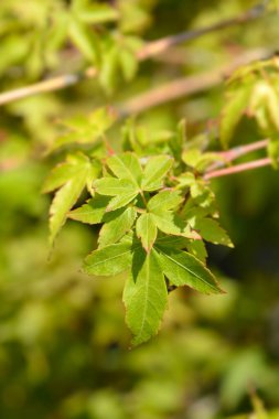 Japon akçaağaç Kiyohime yaprakları - Latince adı - Acer palmatum Kiyohime