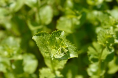 Sarı maymun çiçek tomurcukları - Latince adı - Mimulus luteus (Erythranthe lutea)