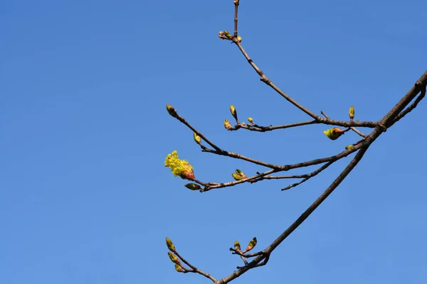 青い空に対して花や芽を持つノルウェーのカエデの枝 ラテン名 Acer Platanoides — ストック写真