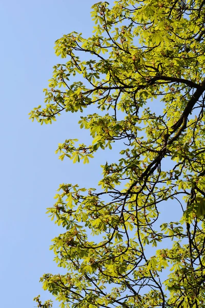 Branches Marronnier Commun Avec Nouvelles Feuilles Boutons Floraux Contre Ciel — Photo