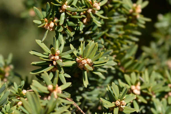 Japanese Yew Leaves Small Flowers Latin Name Taxus Cuspidata Var — Stock Photo, Image