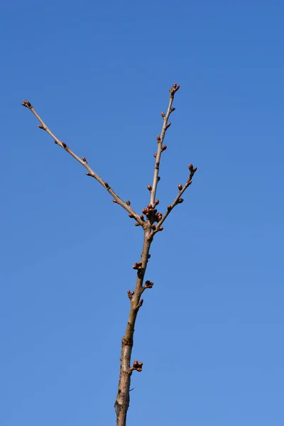 Gałąź Wiśniowa Pączkami Tle Błękitnego Nieba Łacińska Nazwa Prunus Avium — Zdjęcie stockowe