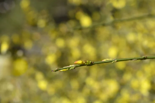 Çiçek Tomurcuklu Kış Yasemin Dalı Latince Adı Jasminum Nudiflorum — Stok fotoğraf