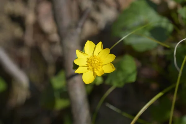 Lesser Celandine Flower Latin Name Ficaria Verna — Stock Photo, Image