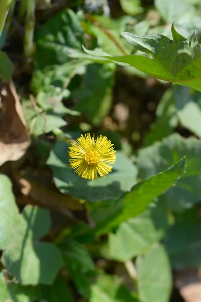 Coltsfoot Żółty Kwiat Łacińska Nazwa Tussilago Farfara — Zdjęcie stockowe