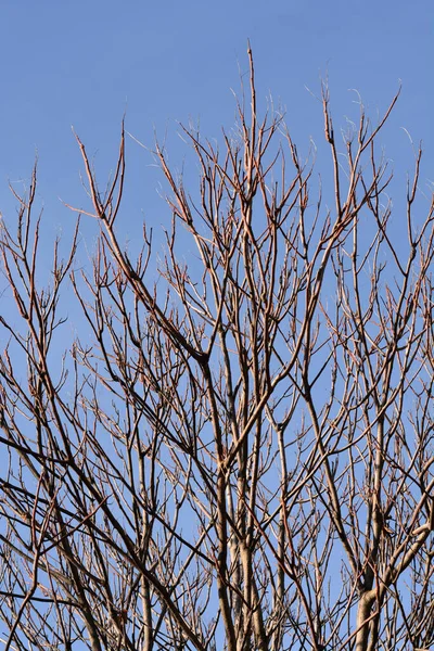 Baum Des Himmels Kahle Zweige Vor Blauem Himmel Lateinischer Name — Stockfoto