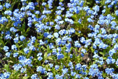 Ultramarine unutma beni çiçekleri - Latince adı - Myosotis Ultramarine