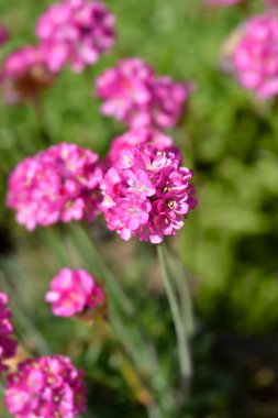 Deniz Thrift Düsseldorf Onur Çiçeği - Latince adı - Armeria maritima Dusseldorf Pride