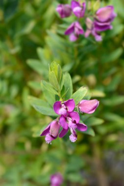 Myrtle-leaf milkwort çiçekleri - Latince adı - Polygala myrtifolia