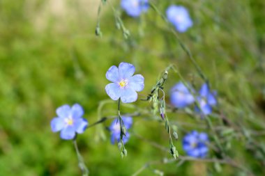 Soluk mavi uzun ömürlü keten çiçekleri - Latince adı - Linum perenne