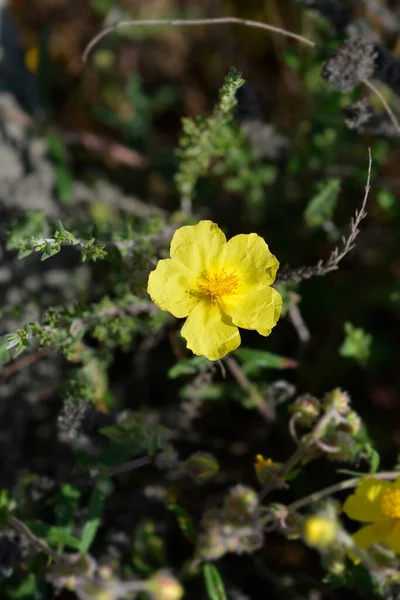 Żółty Kwiat Róży Pospolitej Łacińska Nazwa Helianthemum Nummularium — Zdjęcie stockowe