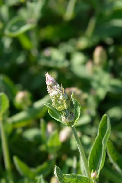 Bourgeon Fleur Sauge Commune Nom Latin Salvia Officinalis — Photo