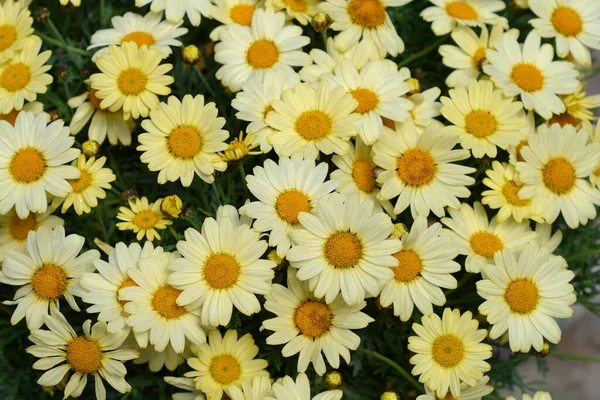 Yellow Marguerite Daisy Yellow Flowers Latin Name Argyranthemum Frutescens — Stock Photo, Image