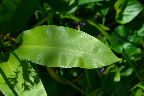Vilda Vitlöksblad Latinskt Namn Allium Ursinum — Stockfoto