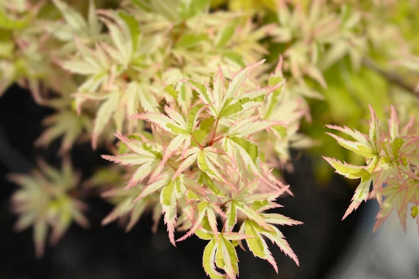 Farfalla Ramo Acero Giapponese Con Foglie Nome Latino Acer Palmatum — Foto Stock