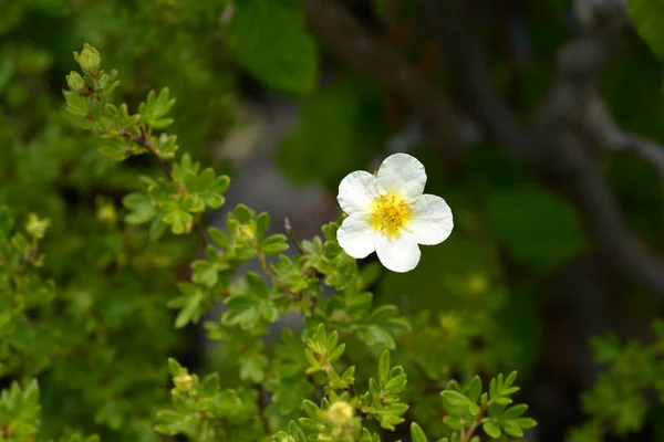 White Shrubby Cinquefoil Flower Latin Name Potentilla Fruticosa — Stock Photo, Image
