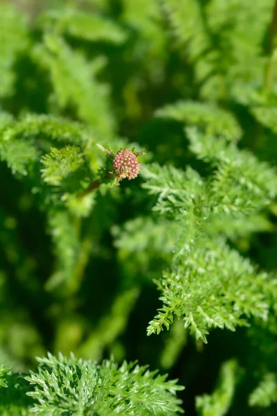 Fern Leaf Dropwort 나뭇잎 봉오리 라틴어 Filipendula Vulgaris — 스톡 사진