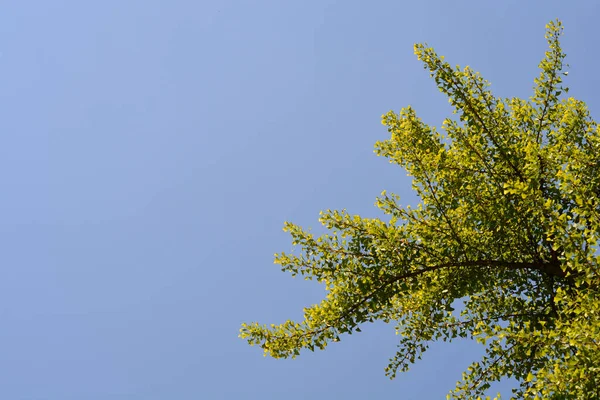 Branche Ginkgo Aux Feuilles Vertes Contre Ciel Bleu Nom Latin — Photo