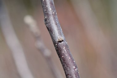 Tomurcuklu Fuji elma dalı - Latince adı - Malus domestica Fuji