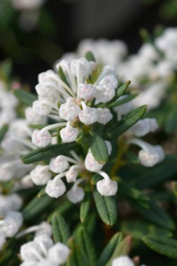 Bataklık biberiyesi Compacta çiçekleri - Latince adı - Andromeda polifolia Compacta