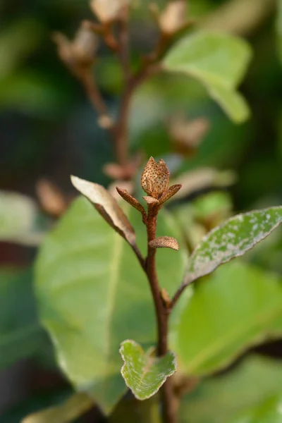 Oleaster Compacta Yeni Yaprakları Latince Adı Elaeagnus Submacrophylla Compacta — Stok fotoğraf