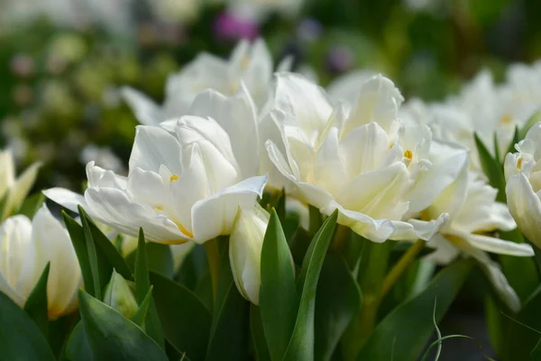 Murillo Tulip Белые Цветы Латинское Название Tulipa Murillo — стоковое фото