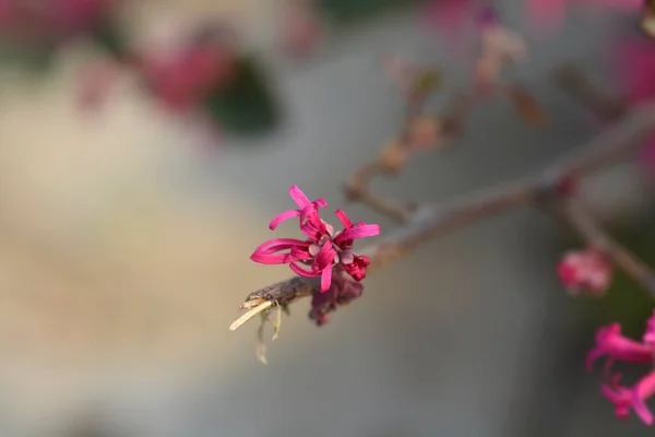 Pink Chinese Fringe Flower Black Pearl Latin Name Loropetalum Chinense — Stock Photo, Image