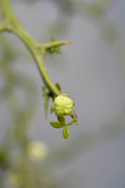 Трилистяна Оранжева Гілка Бутонами Латинською Назвою Poncirus Trifoliata — стокове фото