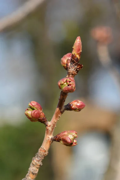 日本の開花桜観山の花芽 ラテン語名 プルナスSerrulata Kansan — ストック写真