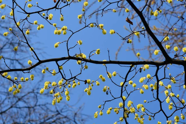 Branche Noisette Sorcière Avec Des Fleurs Nom Latin Corylopsis Spicata — Photo