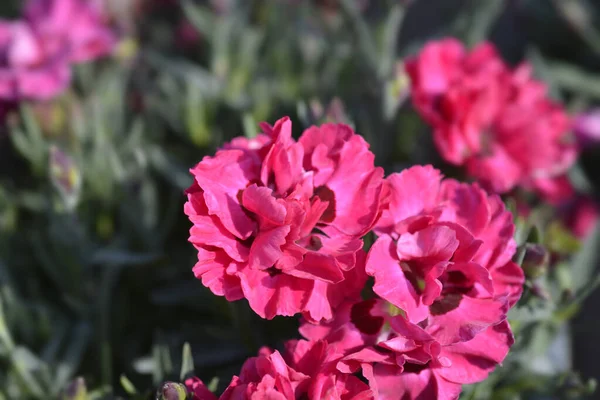 Nejlika Tidig Kärlek Blomma Latinskt Namn Dianthus Tidig Kärlek — Stockfoto