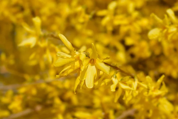 Плачущие Forsythia Желтые Цветы Латинское Название Forsythia Suspensa — стоковое фото