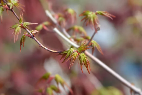 Japonês Maple Berry Broom Novas Folhas Nome Latino Acer Palmatum — Fotografia de Stock