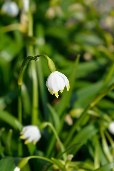 Tavaszi Hópehely Virág Latin Név Leucojum Vernum — Stock Fotó