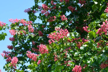 Mavi gökyüzüne karşı kırmızı at kestanesi ağacı - Latince adı - Aesculus x carnea