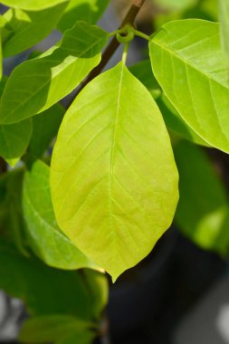 Magnolia Sarı Nehir yaprakları - Latince adı - Magnolia Sarı Nehir