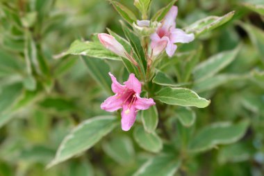 Değişik Weigela çiçekleri - Latince adı - Weigela florida Nana Variegata
