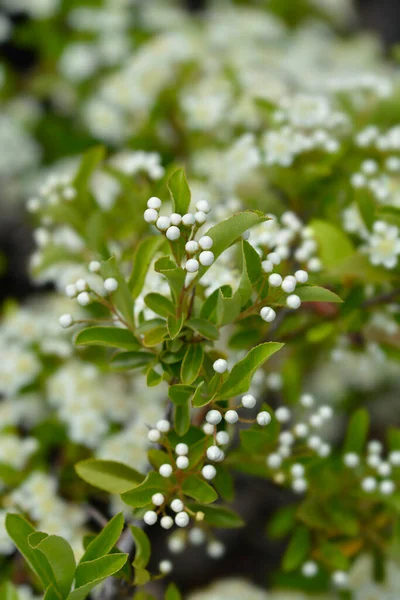 Botões Flores Espinheiro Escarlate Nome Latino Pyracantha Coccinea — Fotografia de Stock